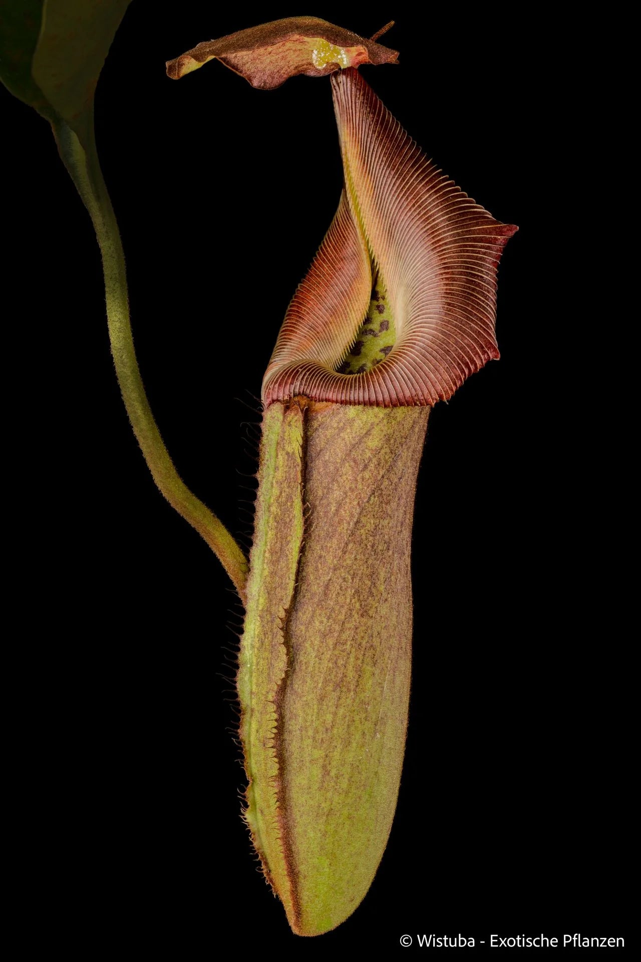 Nepenthes robcantleyi 大森食虫植物農園