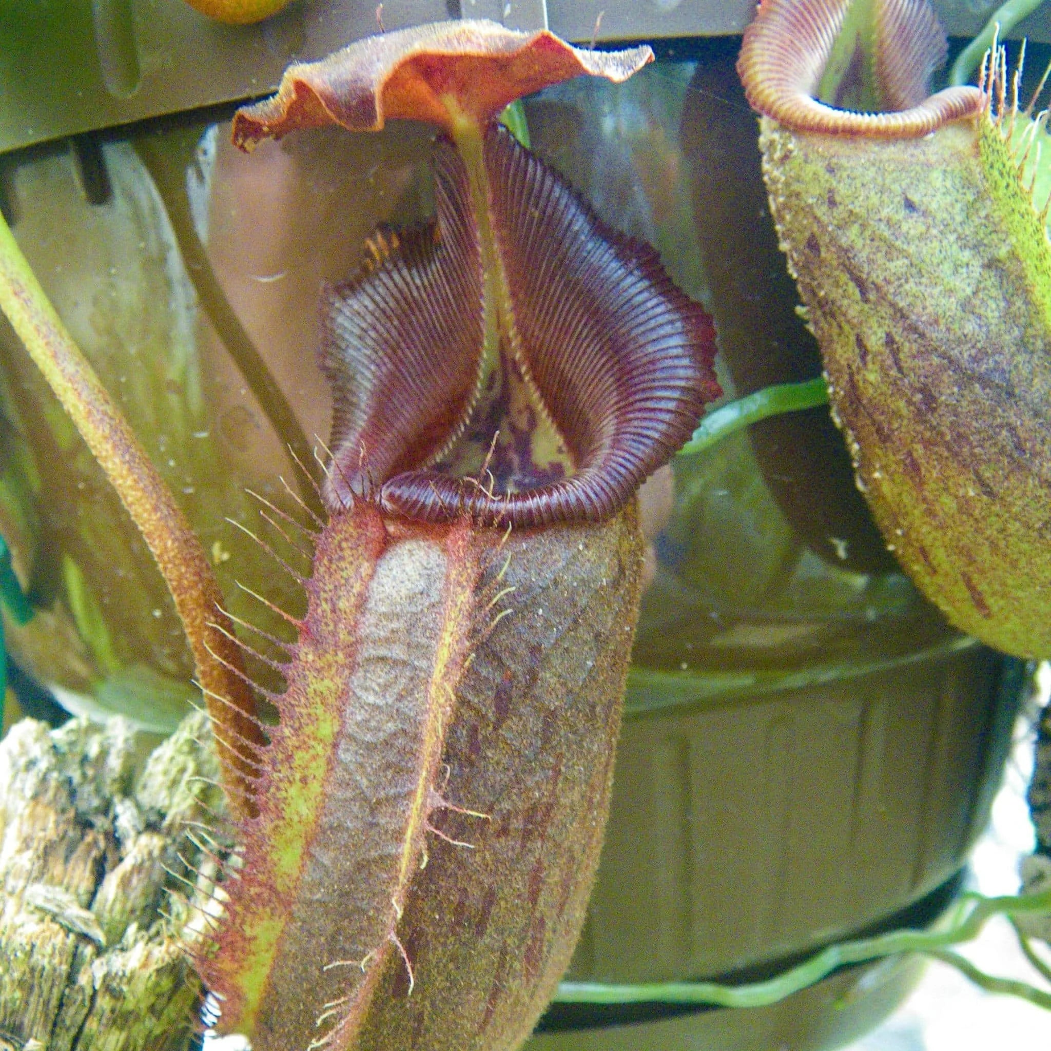Nepenthes robcantleyi, 8-10 cm 大森食虫植物農園