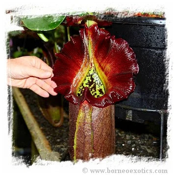 Nepenthes robcantleyi or hybrids {mix of clones, original Cedric Azais 2019 cross} [BCP ID# N2545-00, 2614-00] / 1株の苗, サイズ 3-5 cm 大森食虫植物農園