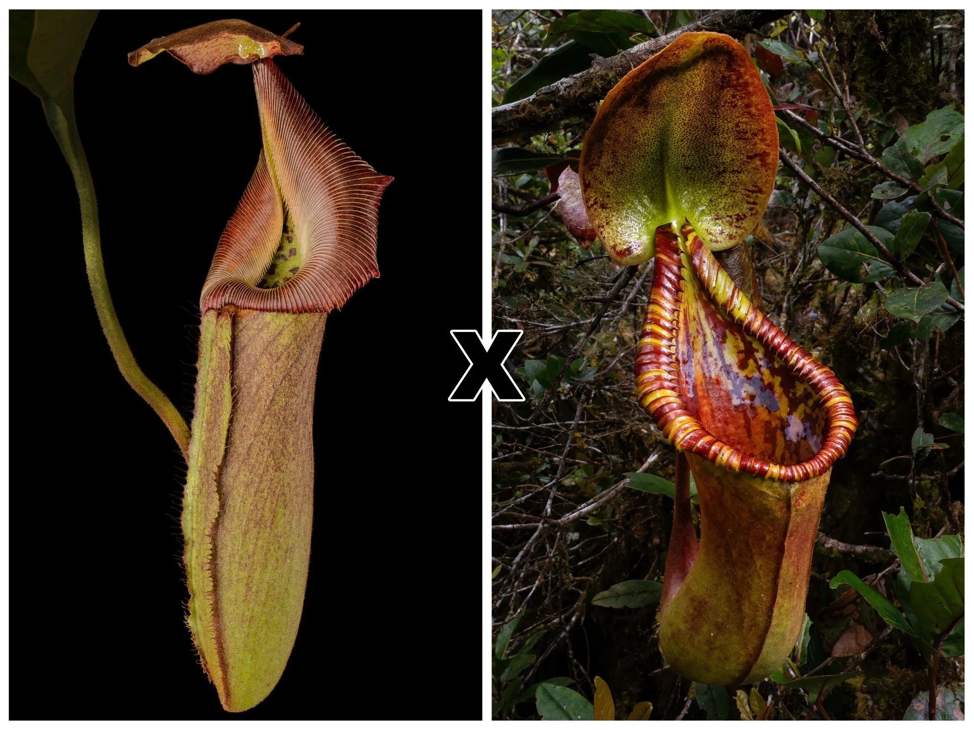 Nepenthes robcantleyi x Trusmadiensis 大森食虫植物農園