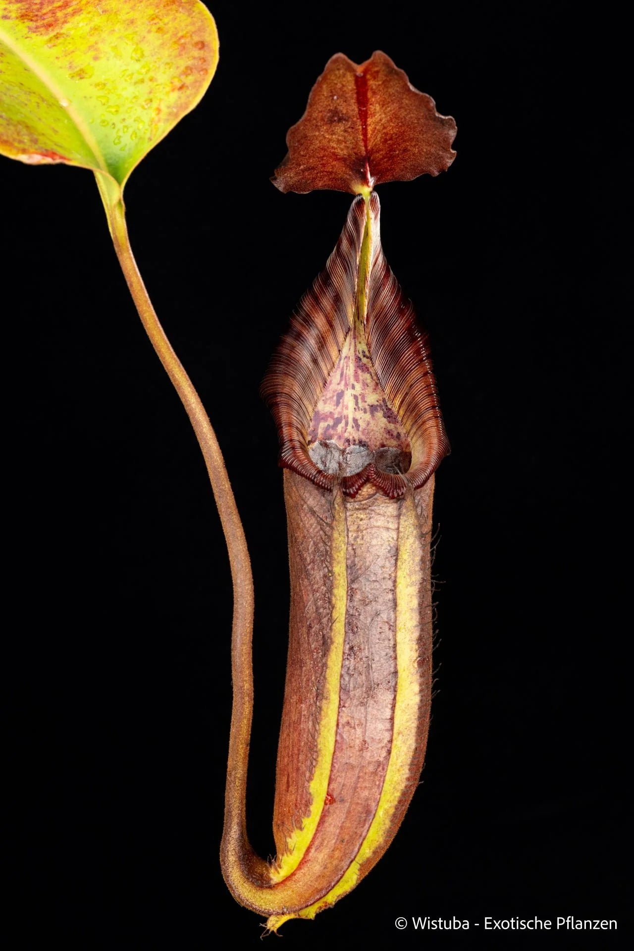 Nepenthes robcantleyi x (ephippiata x maxima) 大森食虫植物農園