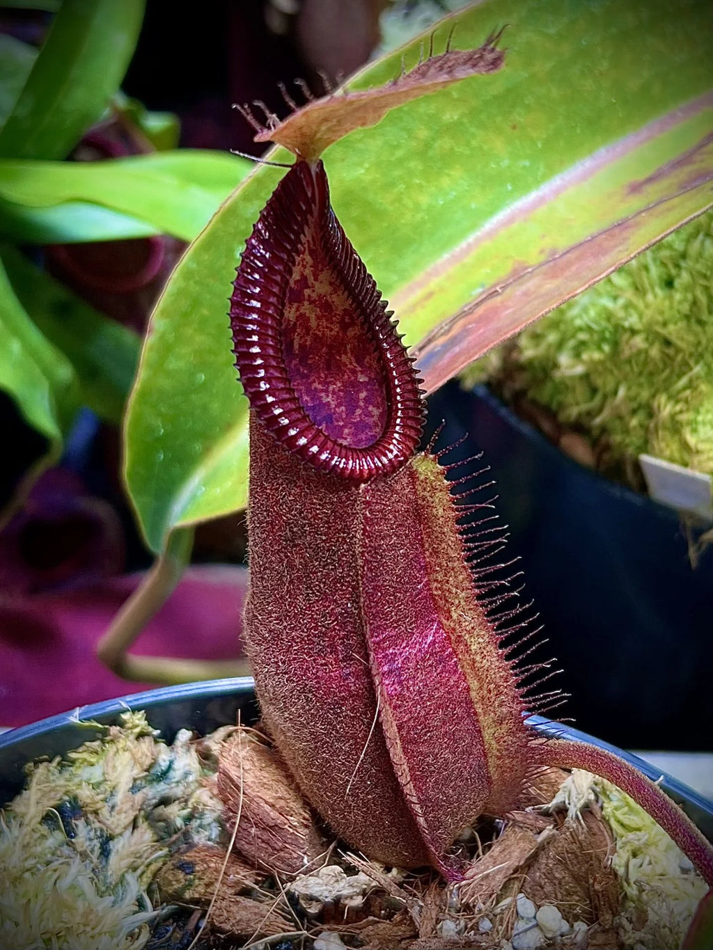 Nepenthes robcantleyi x diabolica 大森食虫植物農園