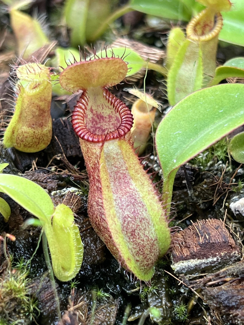 Nepenthes robcantleyi x diabolica 大森食虫植物農園