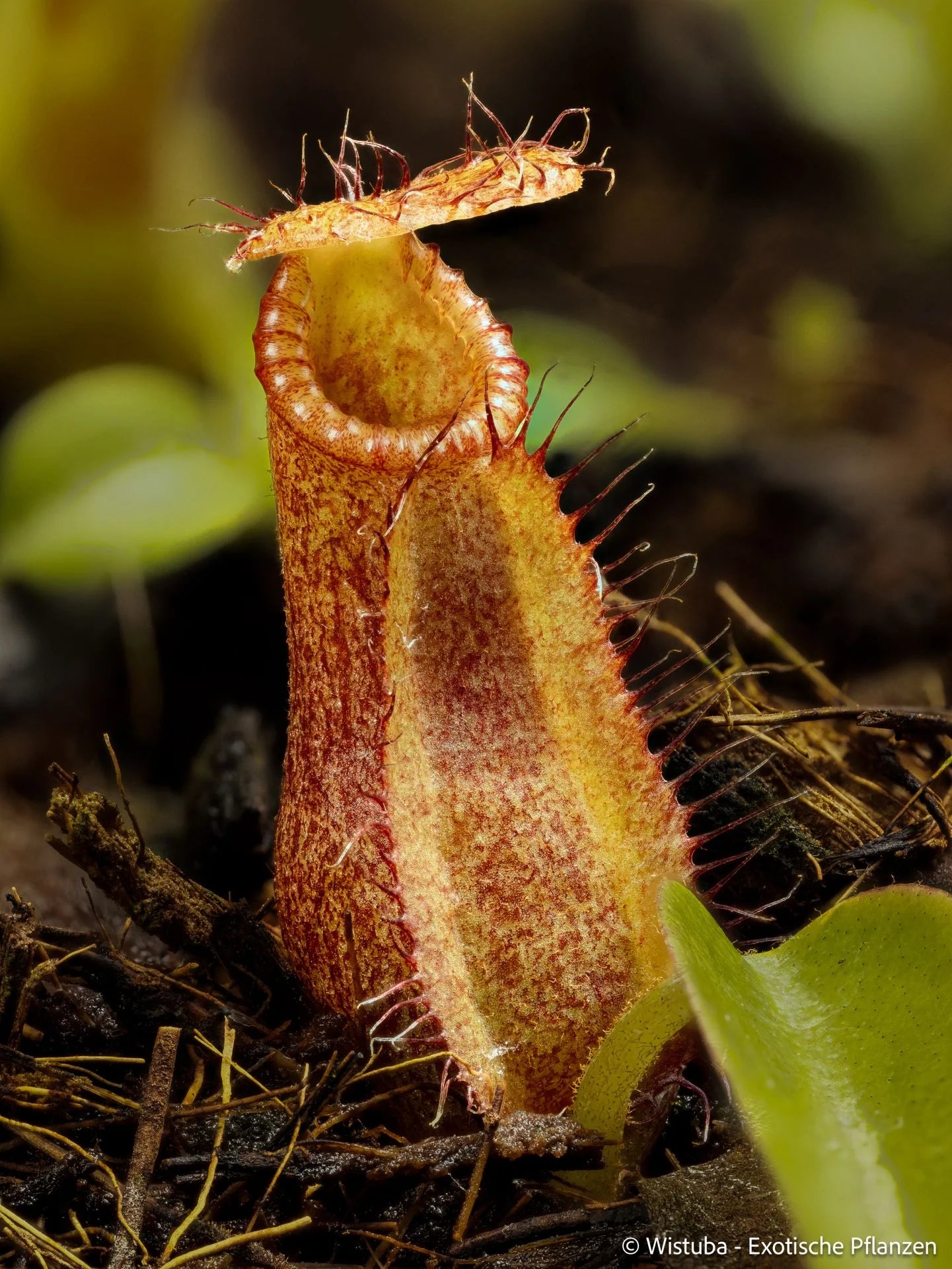 Nepenthes robcantleyi x diabolica 大森食虫植物農園