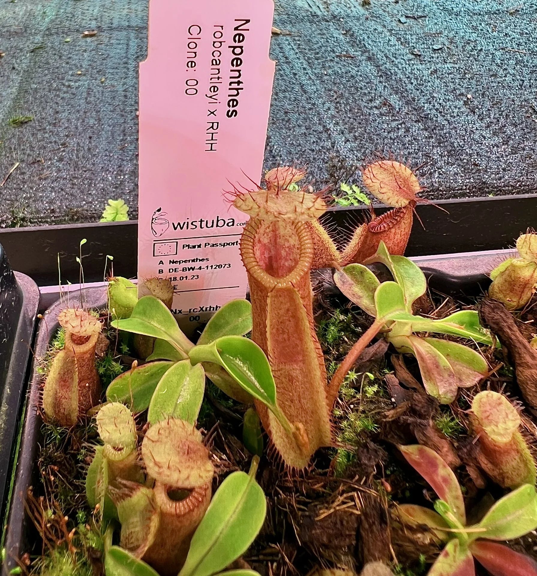 Nepenthes robcantleyi x diabolica 大森食虫植物農園