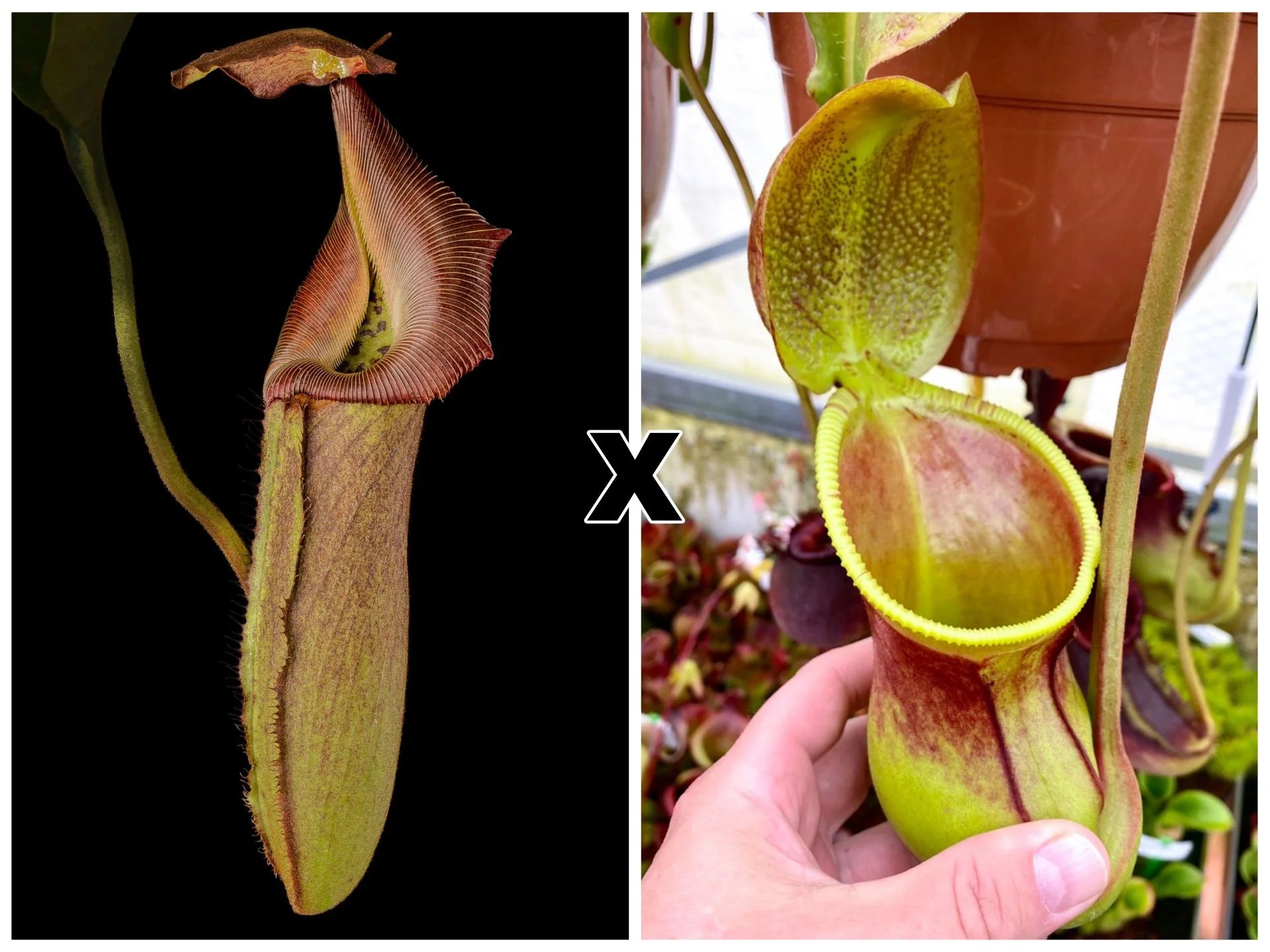 Nepenthes robcantleyi x ephippiata 大森食虫植物農園