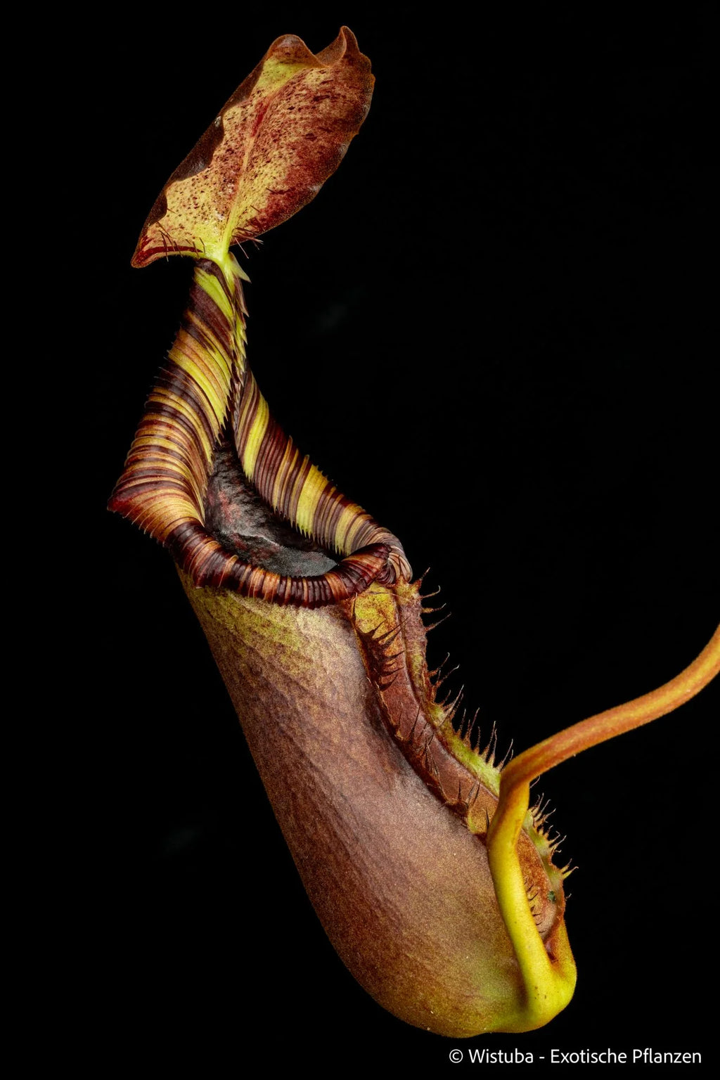 Nepenthes robcantleyi x lowii 大森食虫植物農園