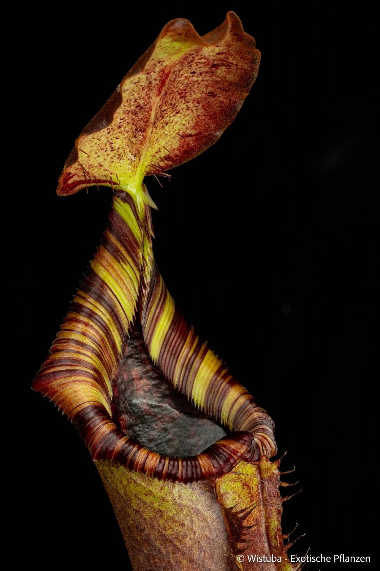 Nepenthes robcantleyi x lowii 大森食虫植物農園