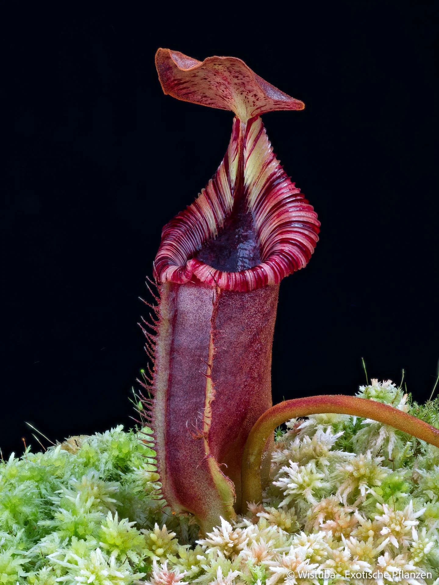 Nepenthes robcantleyi x lowii 大森食虫植物農園