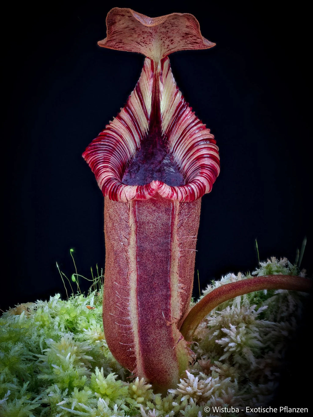 Nepenthes robcantleyi x lowii 大森食虫植物農園