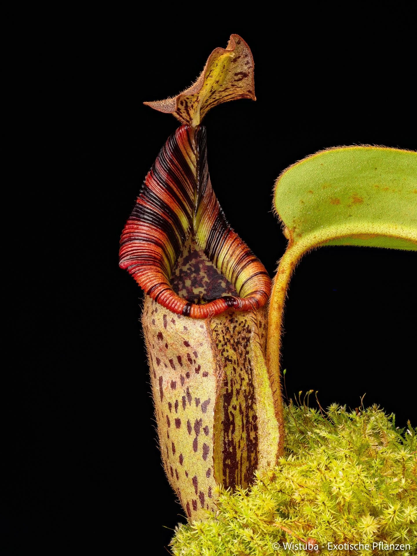 Nepenthes robcantleyi x mollis 大森食虫植物農園