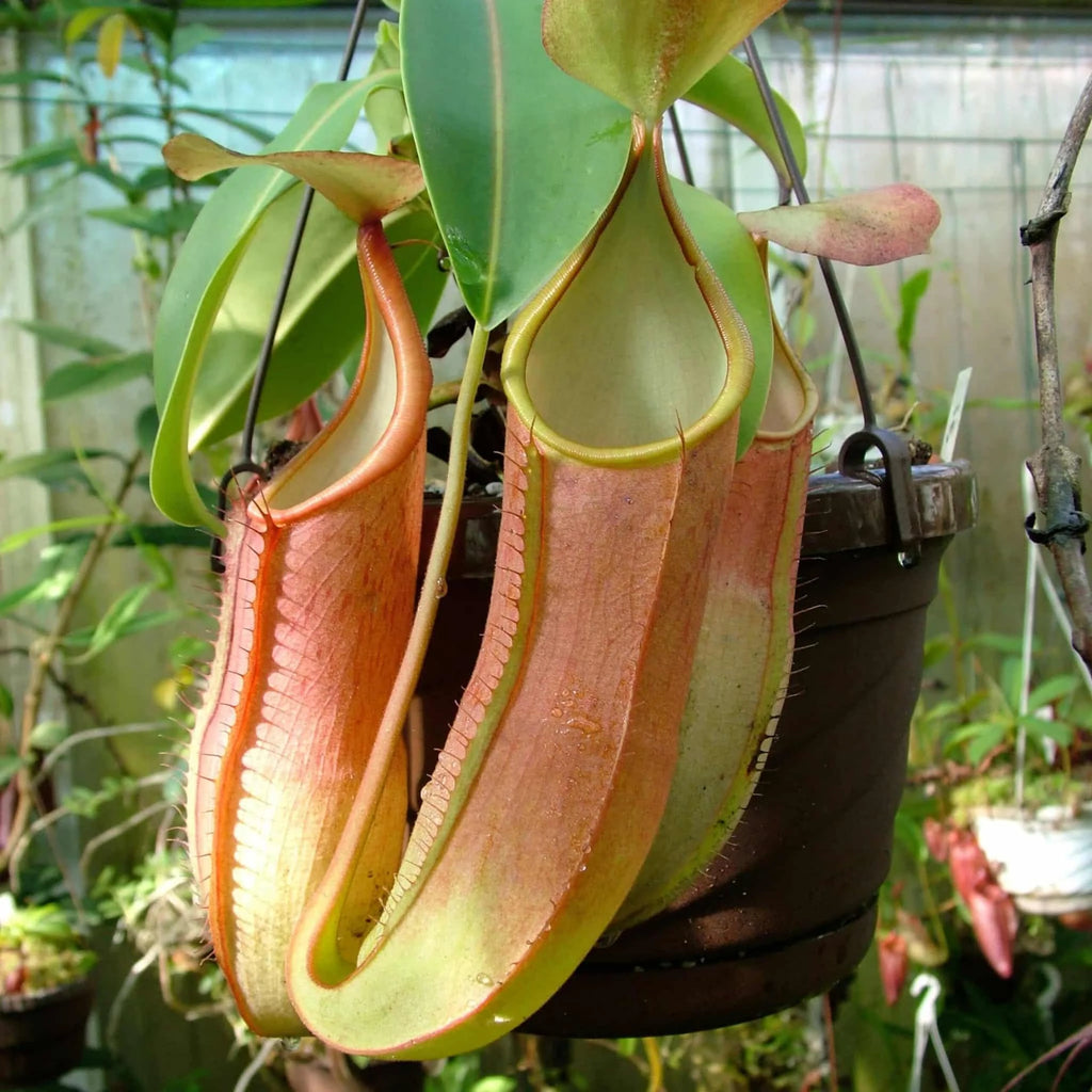 Nepenthes sanguinea, G. Ulu Kali, 7-10 cm 大森食虫植物農園