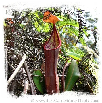 Nepenthes sanguinea {seedgrown individuals G. Brichang, Genting Highlands, Malaysia} [BCP ID# N175, N176, N177] / 1株の苗, サイズ 4-10 cm 大森食虫植物農園