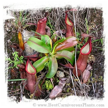 Nepenthes sanguinea {seedgrown individuals G. Brichang, Genting Highlands, Malaysia} [BCP ID# N175, N176, N177] / 1株の苗, サイズ 4-10 cm 大森食虫植物農園