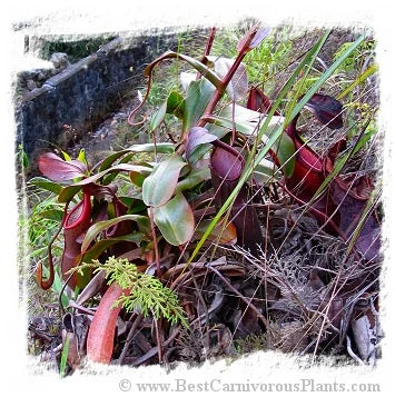 Nepenthes sanguinea {seedgrown individuals G. Brichang, Genting Highlands, Malaysia} [BCP ID# N175, N176, N177] / 1株の苗, サイズ 4-10 cm 大森食虫植物農園
