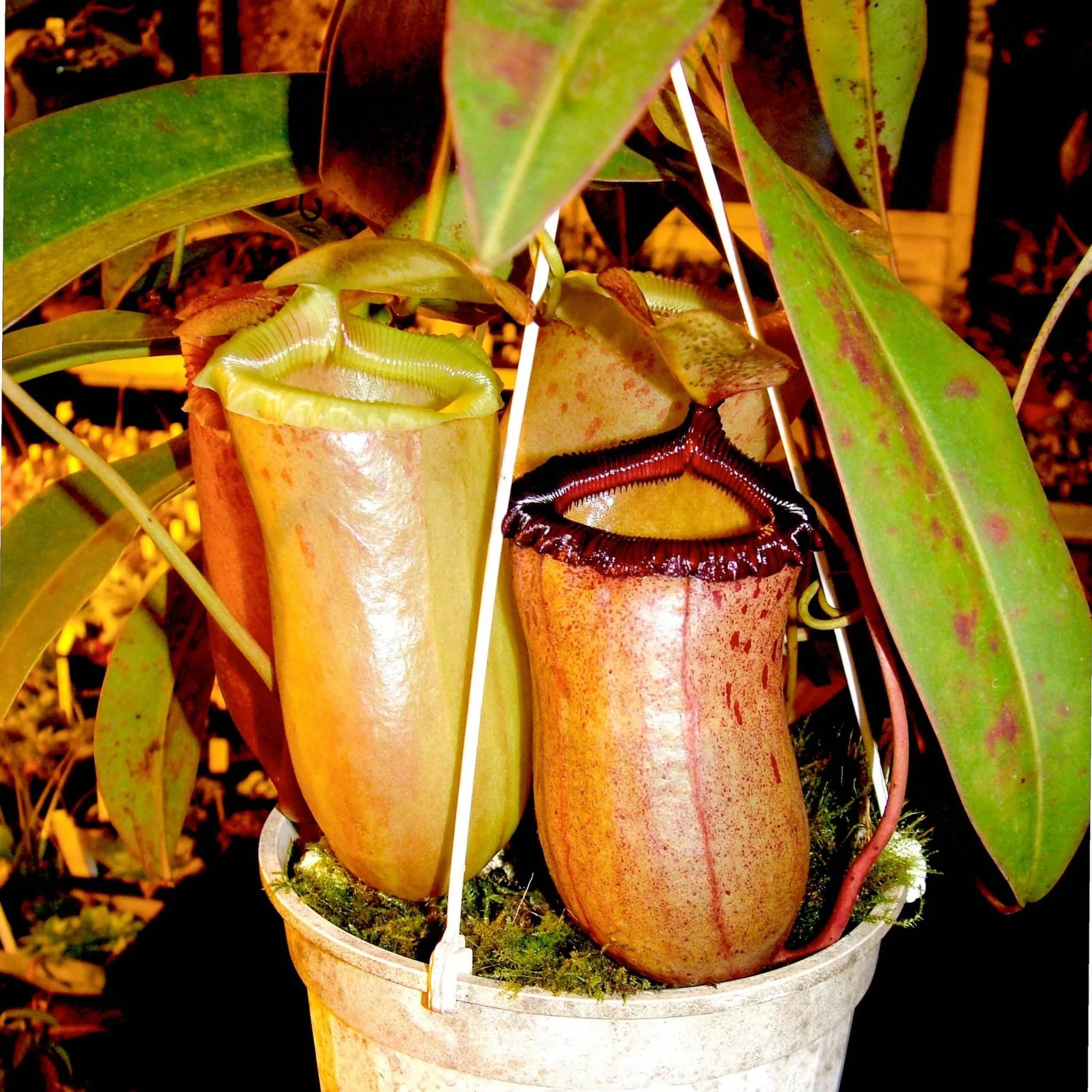 Nepenthes sibuyanensis, 20cm 大森食虫植物農園