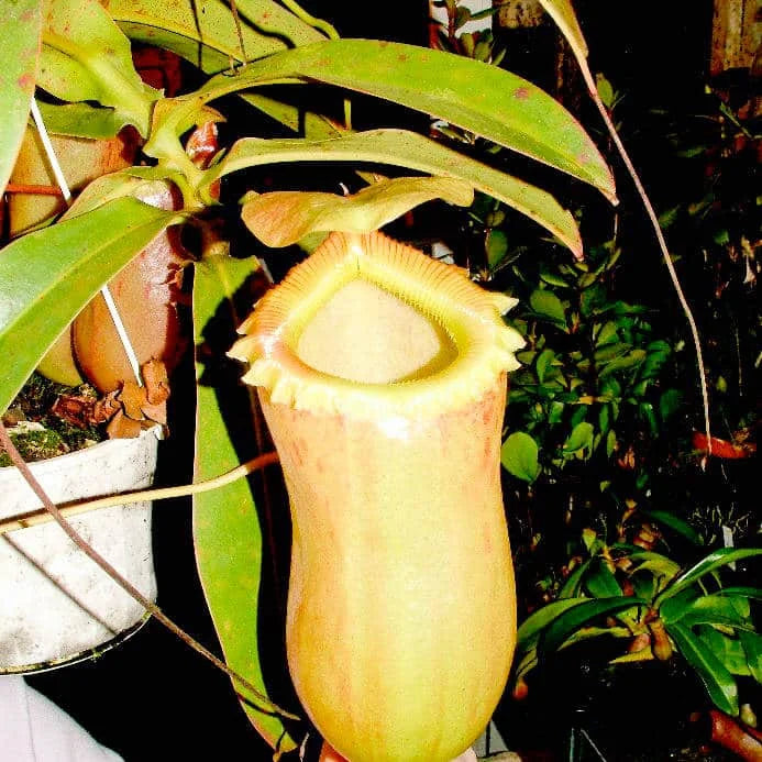 Nepenthes sibuyanensis, 20cm 大森食虫植物農園