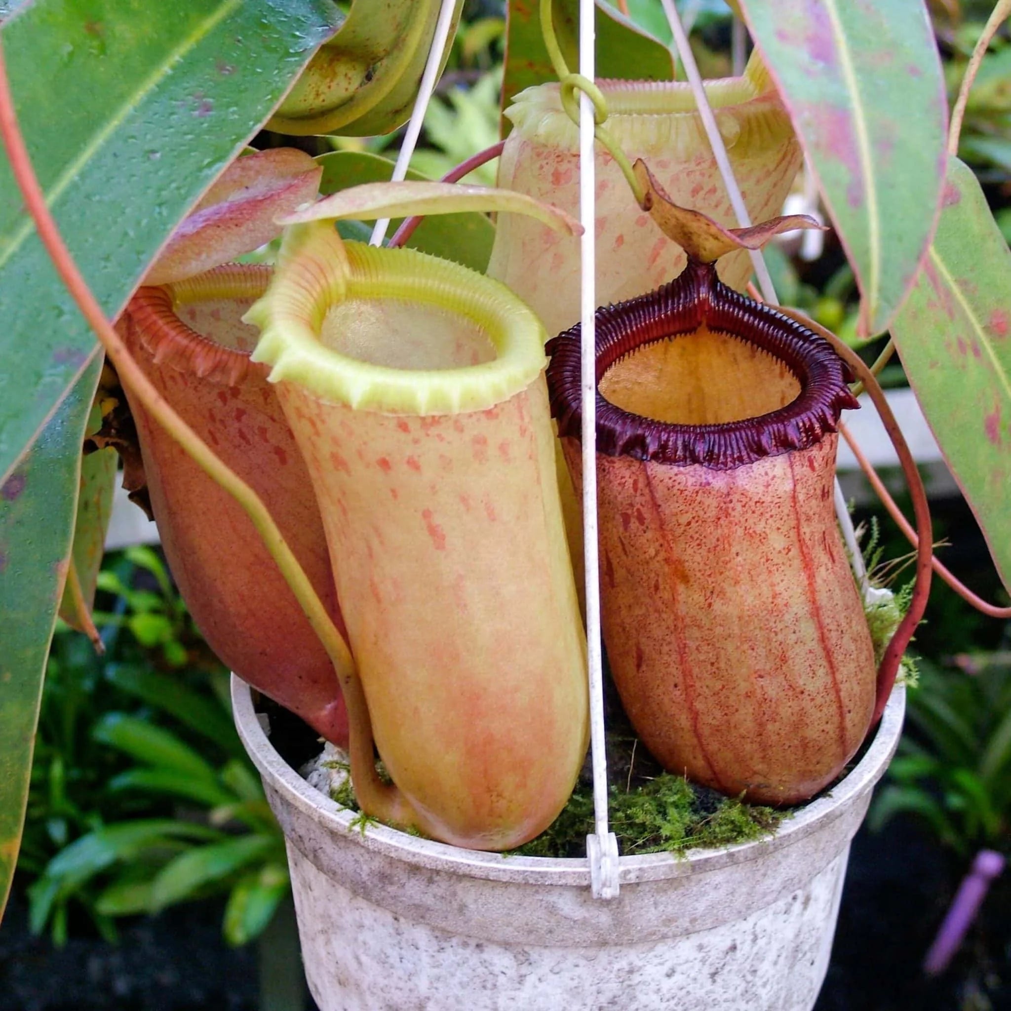 Nepenthes sibuyanensis, 20cm 大森食虫植物農園