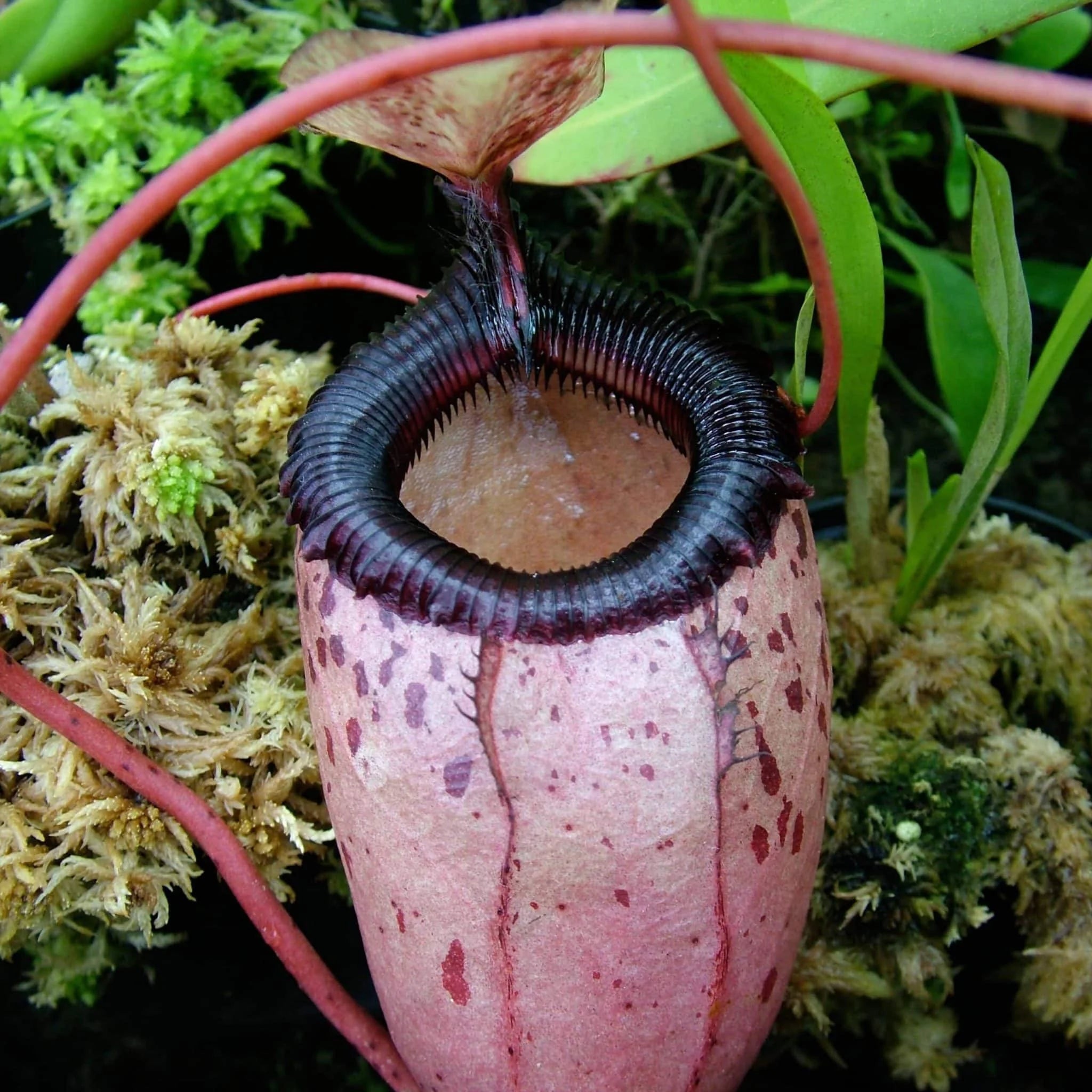 Nepenthes sibuyanensis, 20cm 大森食虫植物農園