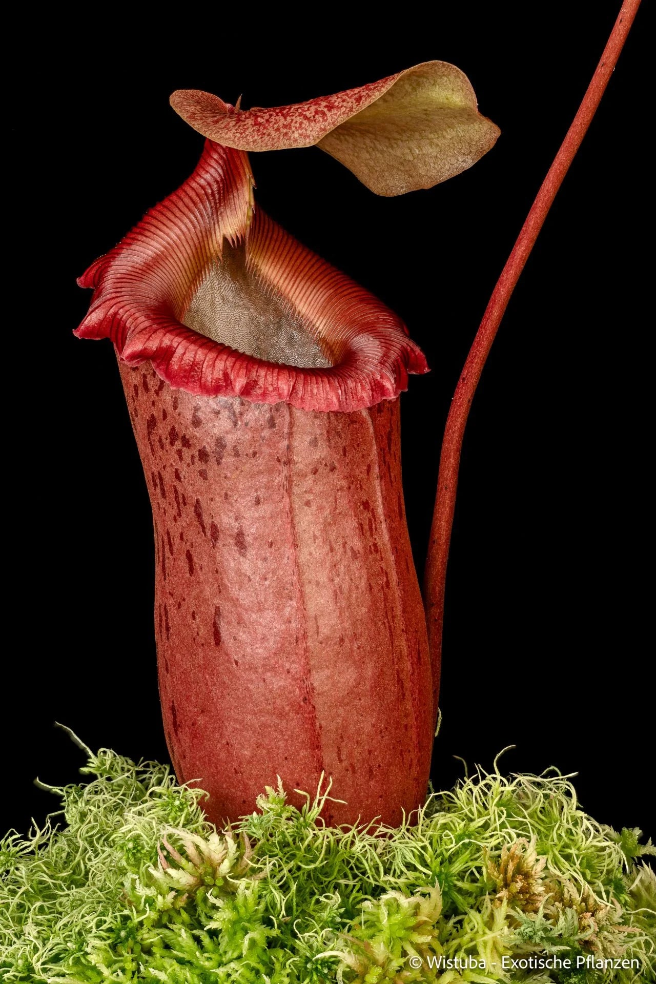 Nepenthes sibuyanensis (Sibuyan, Philippines) 大森食虫植物農園
