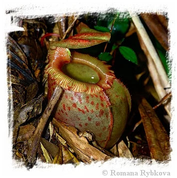 Nepenthes sibuyanensis {seedgrown individuals, Guiting-Guiting, Philippines, 1400 m} [BCP ID# N2056] / 1株の苗, サイズ 4-8 cm 大森食虫植物農園