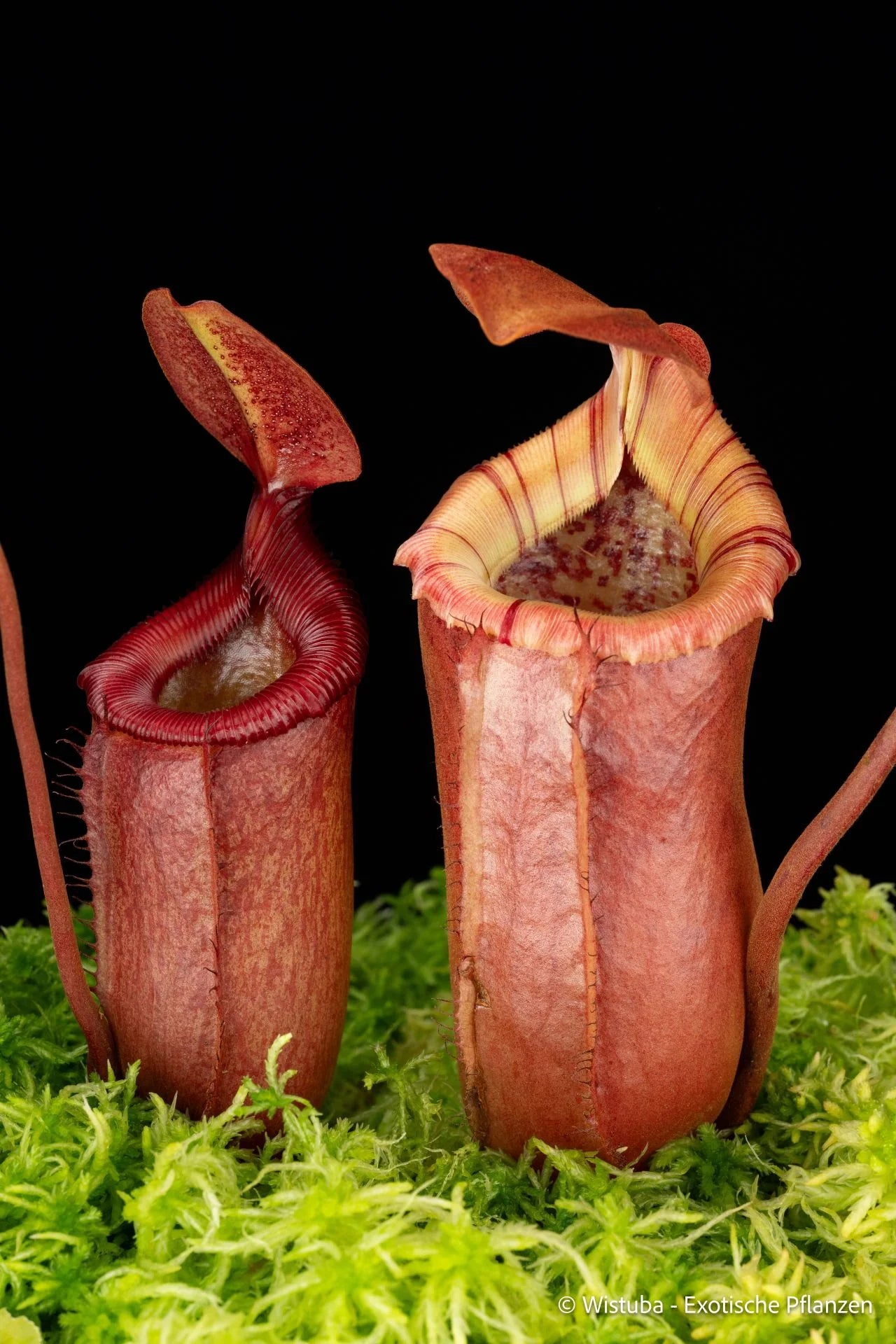 Nepenthes sibuyanensis x Trusmadiensis 大森食虫植物農園
