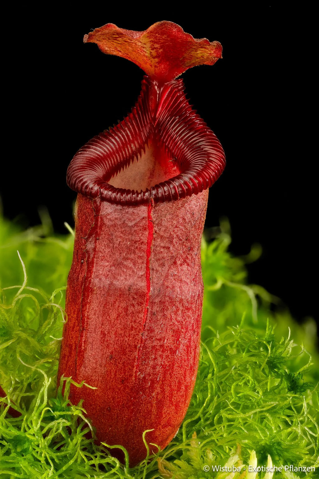 Nepenthes sibuyanensis x Trusmadiensis 大森食虫植物農園