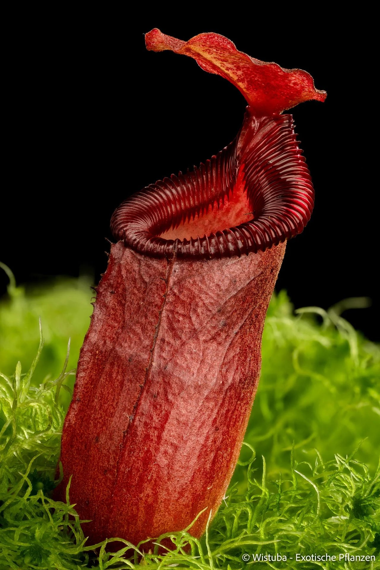 Nepenthes sibuyanensis x Trusmadiensis 大森食虫植物農園