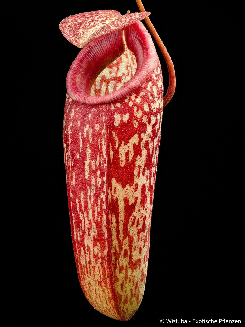 Nepenthes sibuyanensis x aristolochioides 大森食虫植物農園