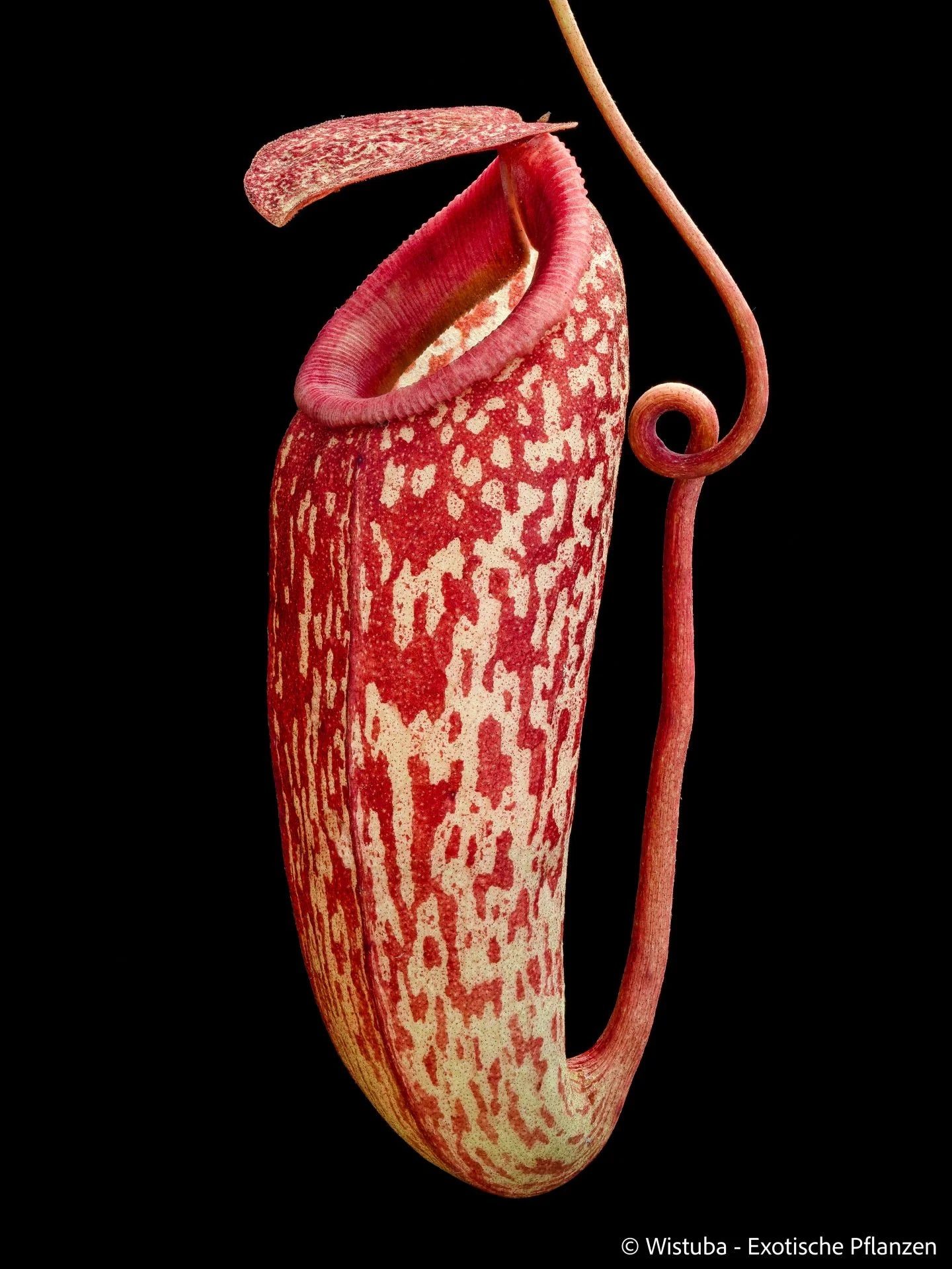 Nepenthes sibuyanensis x aristolochioides 大森食虫植物農園