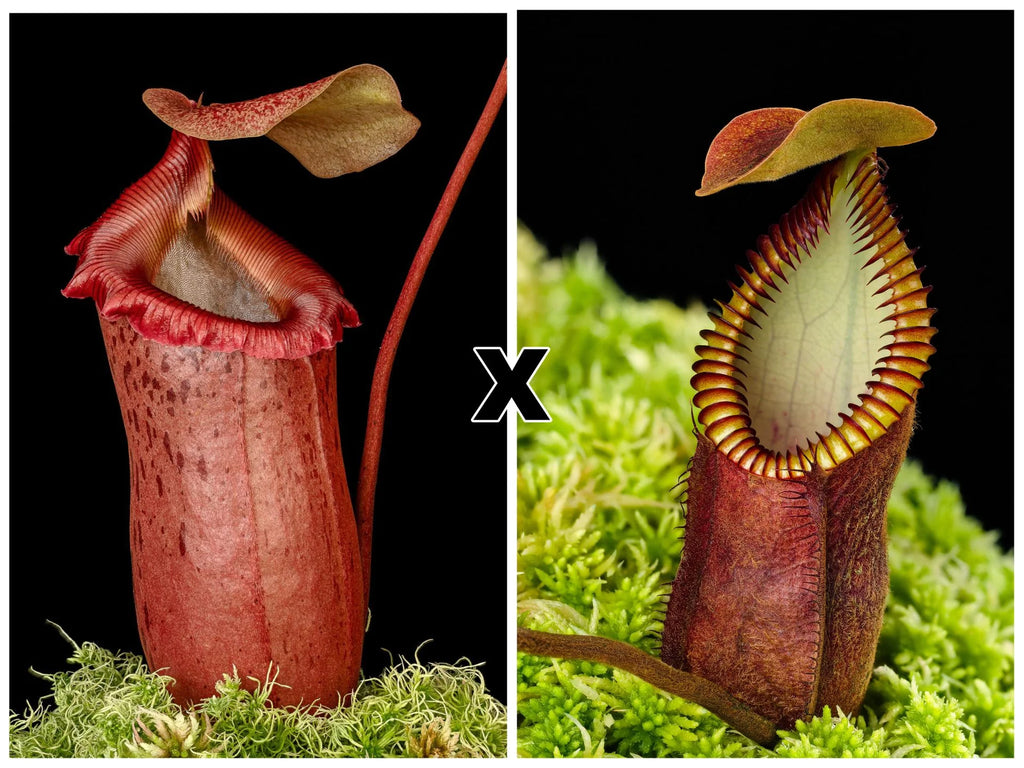 Nepenthes sibuyanensis x diabolica 大森食虫植物農園