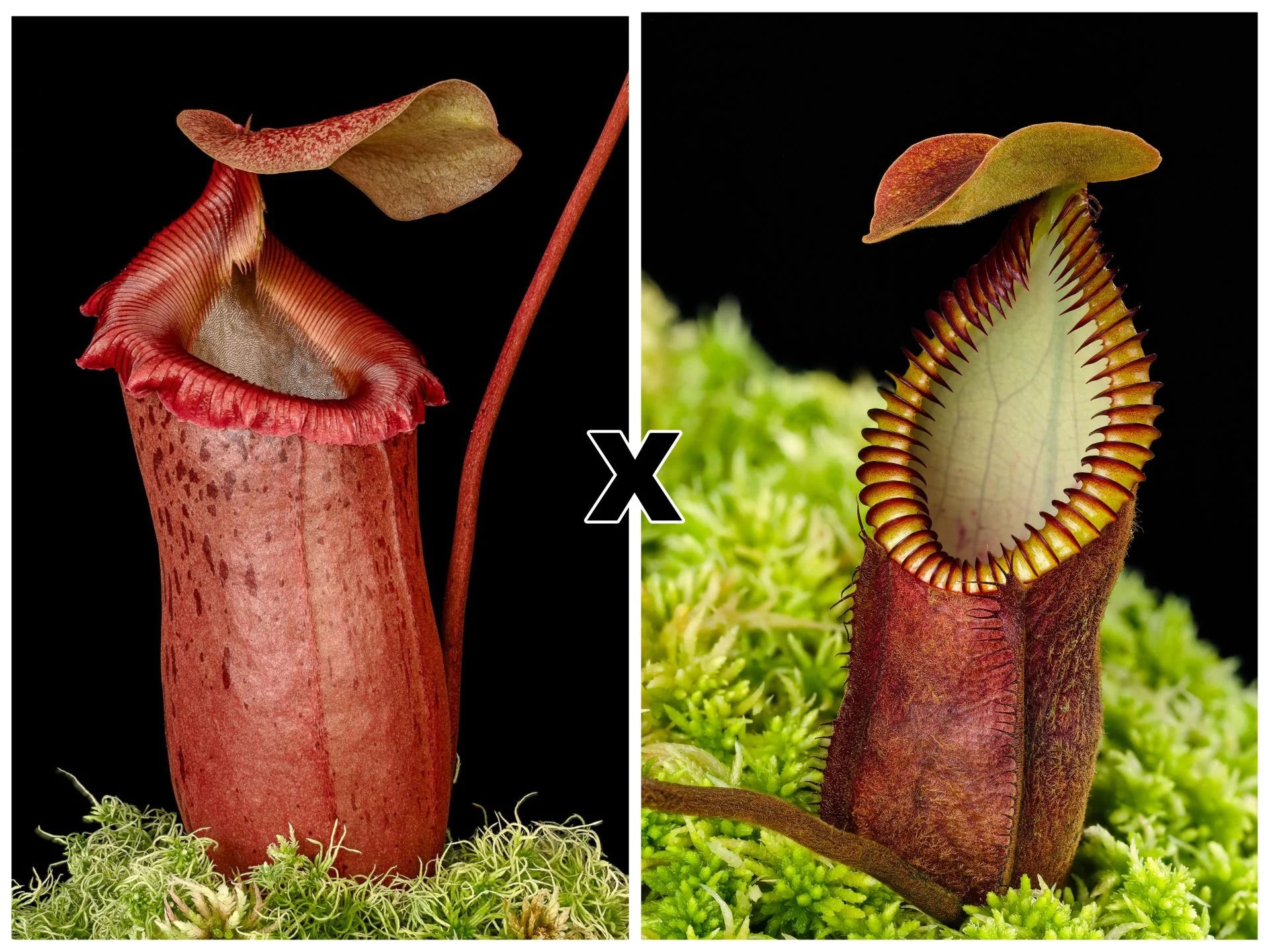 Nepenthes sibuyanensis x diabolica 大森食虫植物農園
