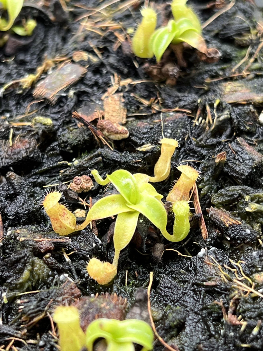 Nepenthes sibuyanensis x diabolica 大森食虫植物農園