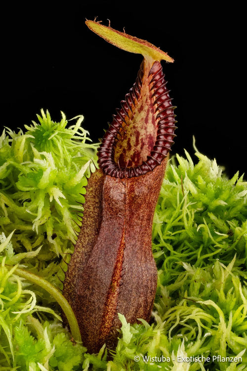 Nepenthes singalana x diabolica 大森食虫植物農園
