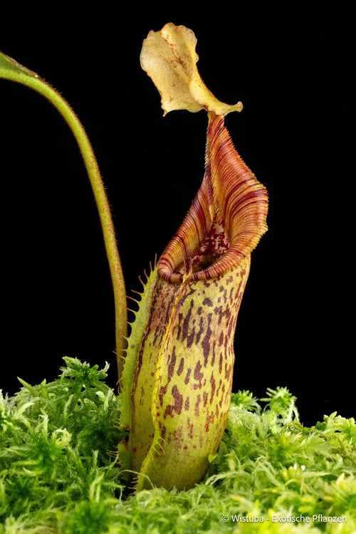 Nepenthes singalana x mollis 大森食虫植物農園
