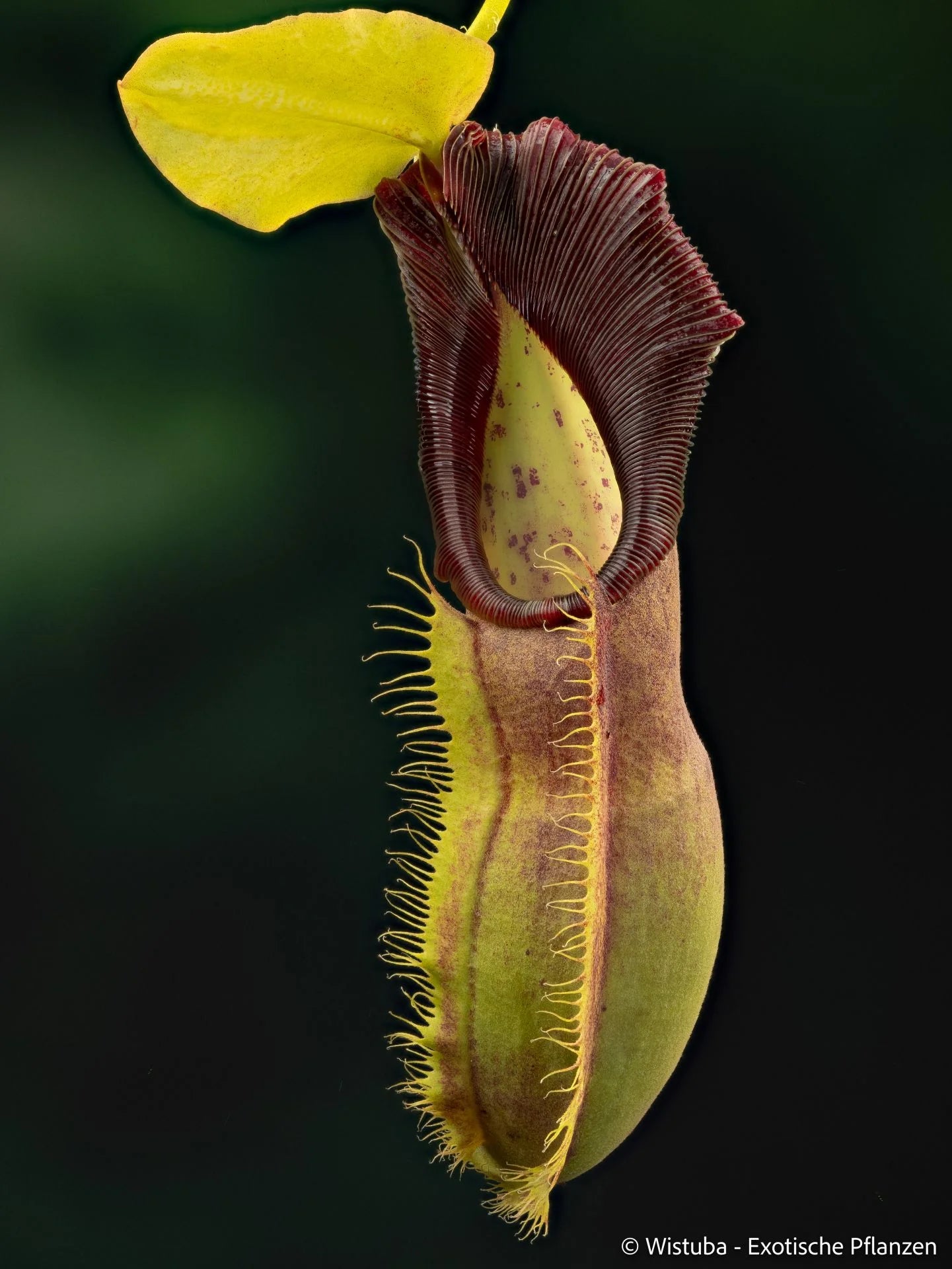 Nepenthes spathulata 大森食虫植物農園