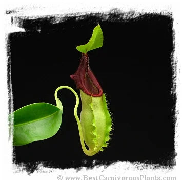 Nepenthes spathulata [BCP ID# N281, N1732] / 1株の苗, サイズ 3-5 cm 大森食虫植物農園