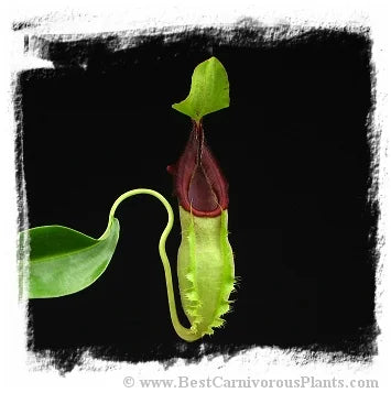 Nepenthes spathulata [BCP ID# N281, N1732] / 1株の苗, サイズ 3-5 cm 大森食虫植物農園