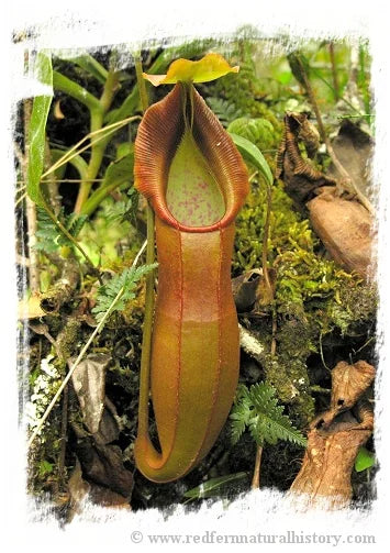 Nepenthes spathulata [BCP ID# N281, N1732] / 1株の苗, サイズ 3-5 cm 大森食虫植物農園