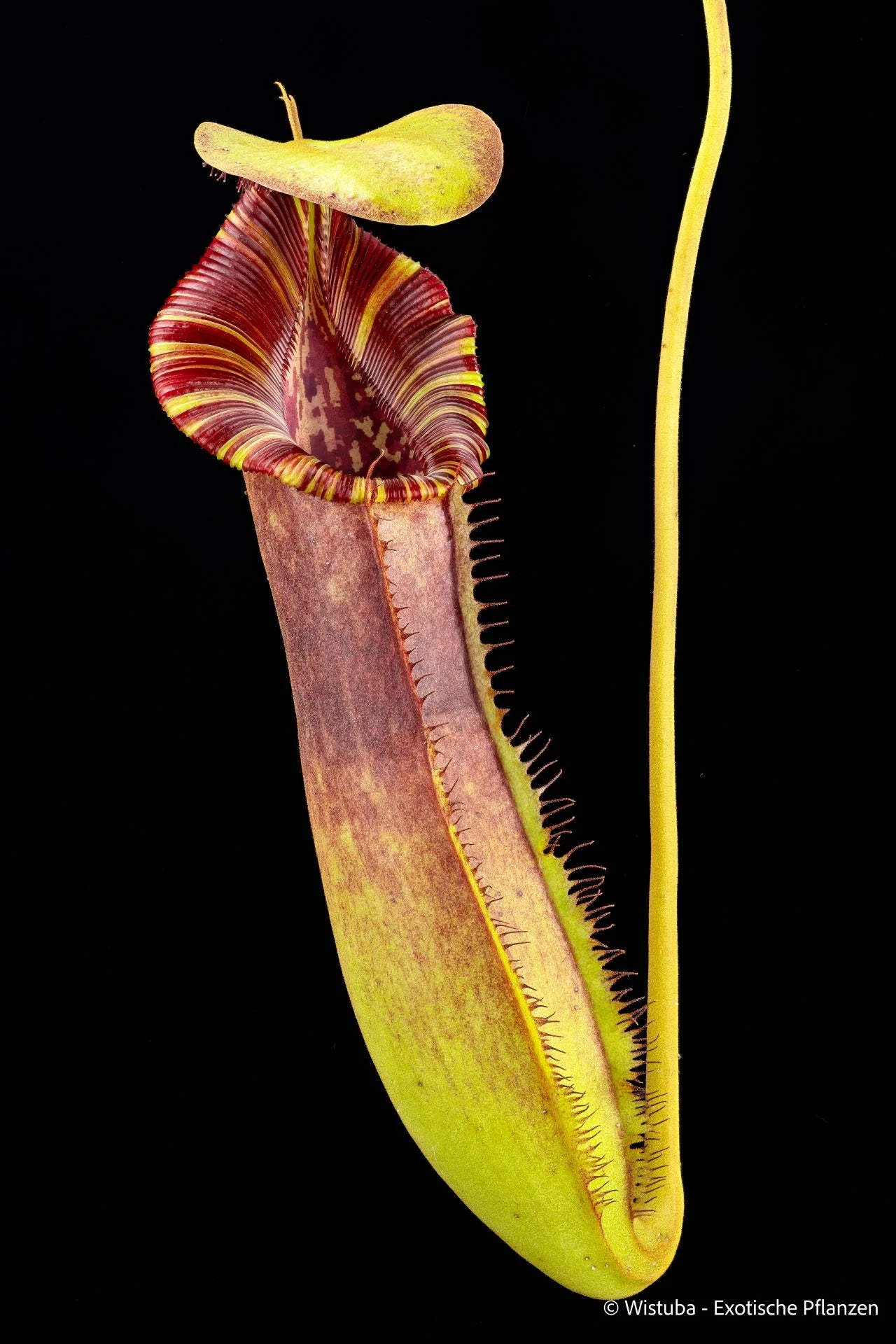 Nepenthes spathulata × lowii (EP) 大森食虫植物農園