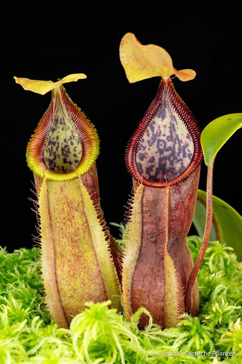 Nepenthes spathulata x (diabolica x hamata) 大森食虫植物農園