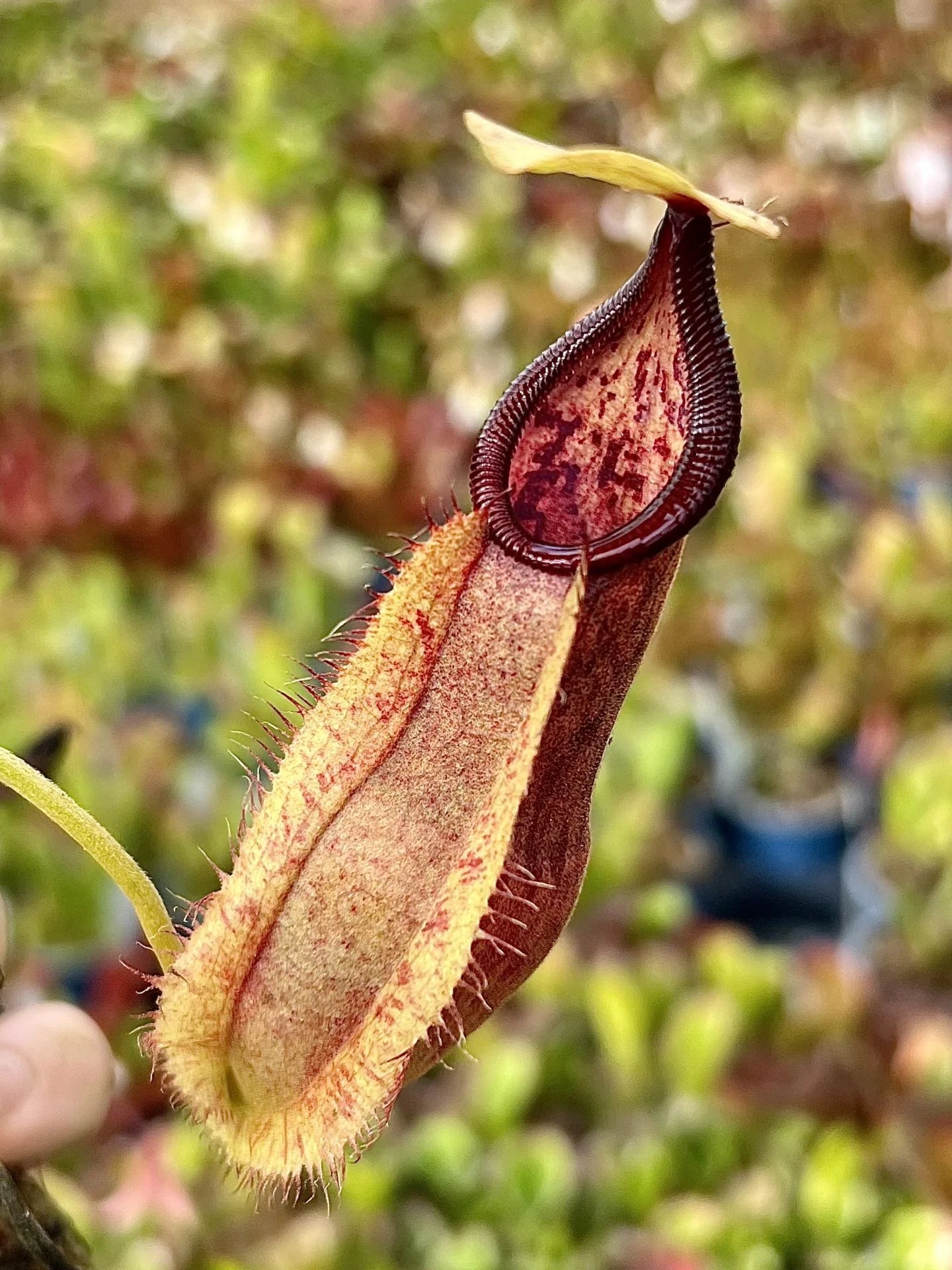 Nepenthes spathulata x (diabolica x hamata) 大森食虫植物農園