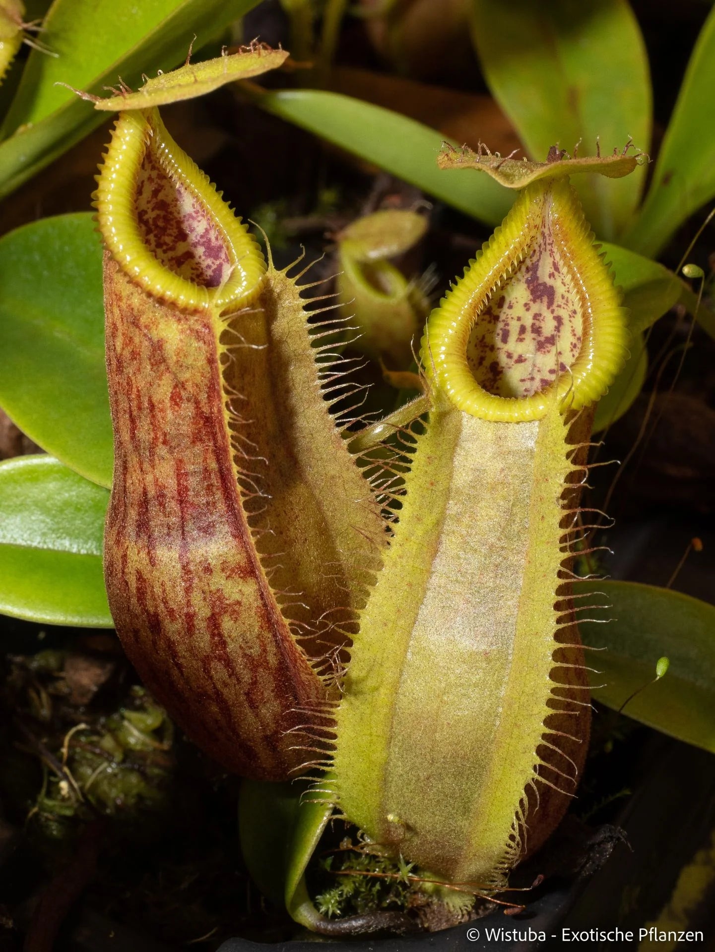 Nepenthes spathulata x (diabolica x hamata) 大森食虫植物農園