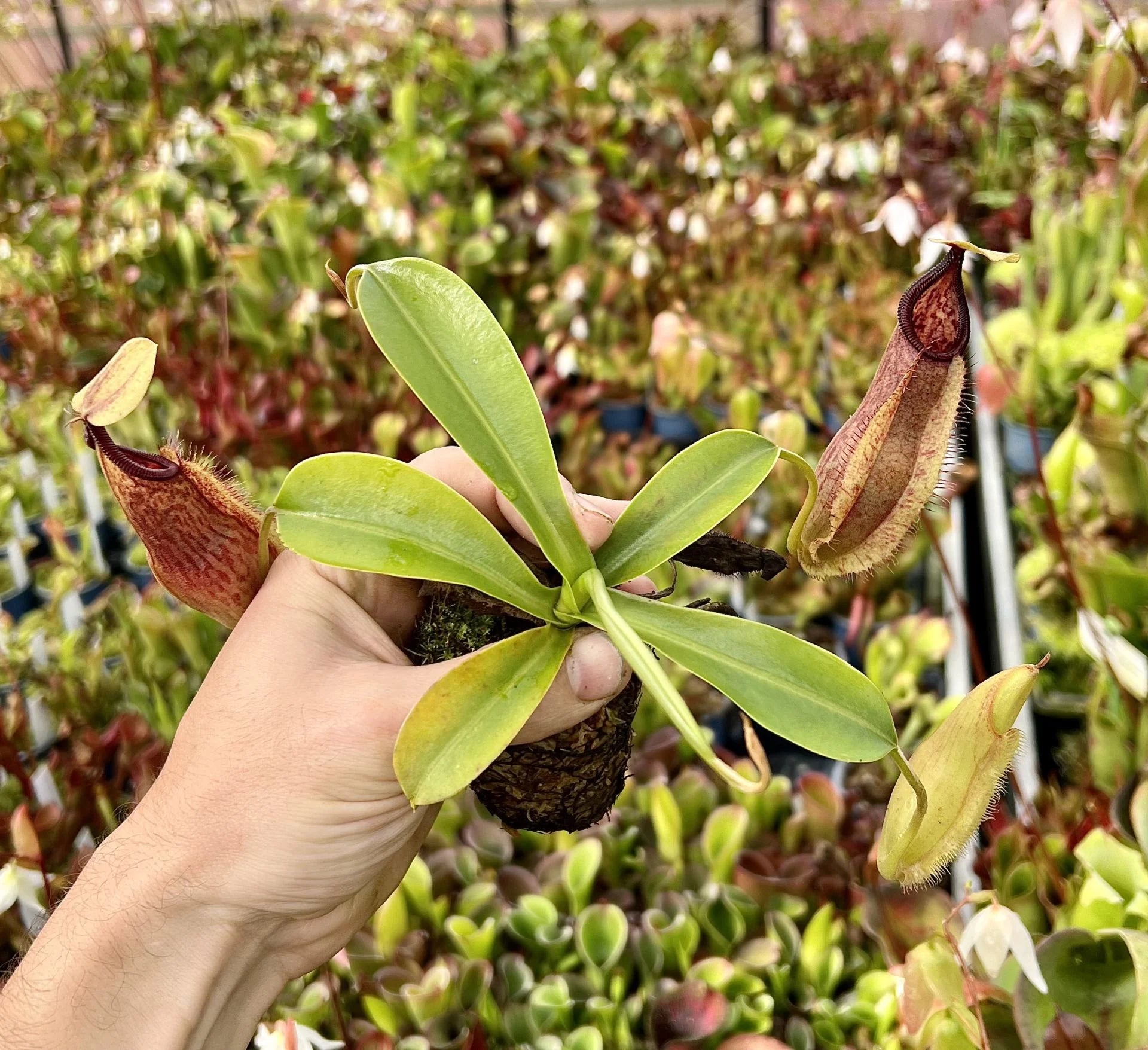 Nepenthes spathulata x (diabolica x hamata) 大森食虫植物農園