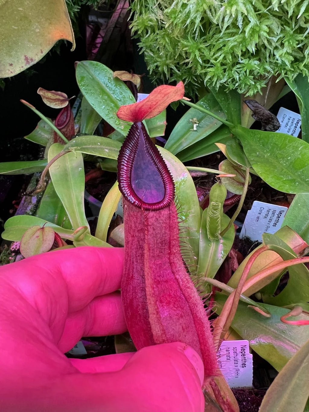 Nepenthes spathulata x (diabolica x hamata) 大森食虫植物農園