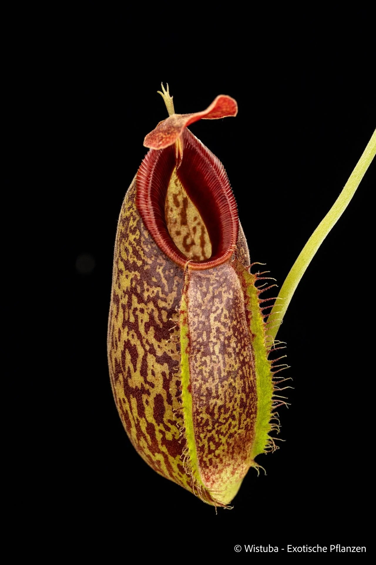 Nepenthes spathulata x aristolochioides 大森食虫植物農園