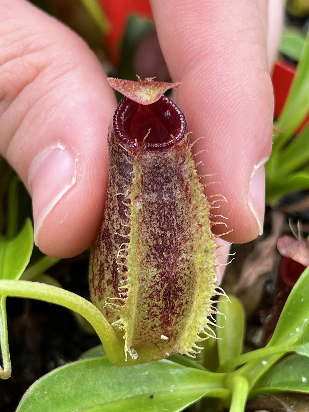 Nepenthes spathulata x aristolochioides 大森食虫植物農園