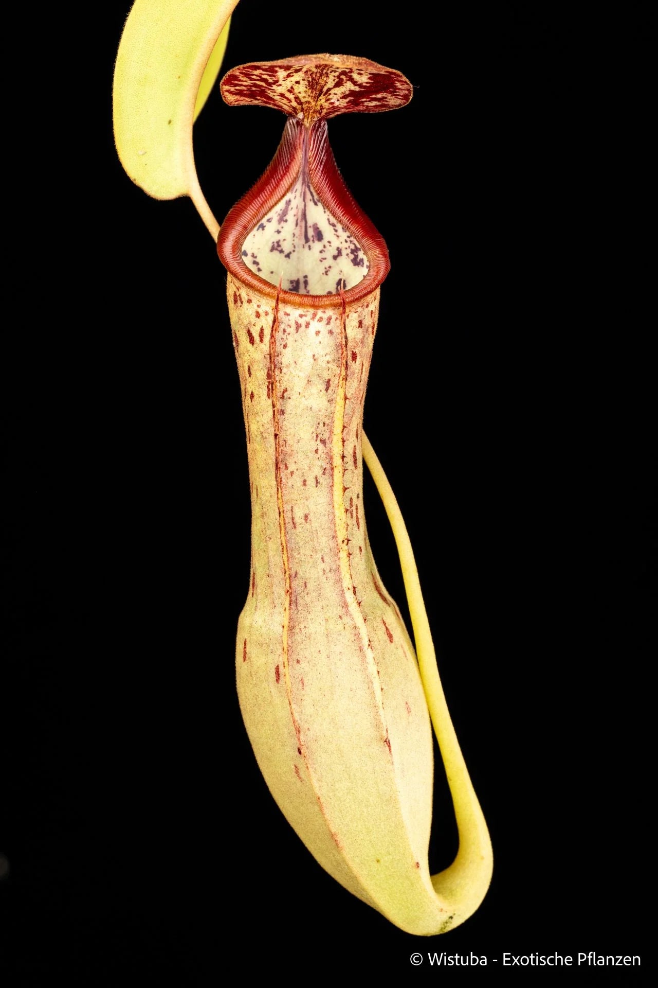 Nepenthes spathulata x clipeata 大森食虫植物農園