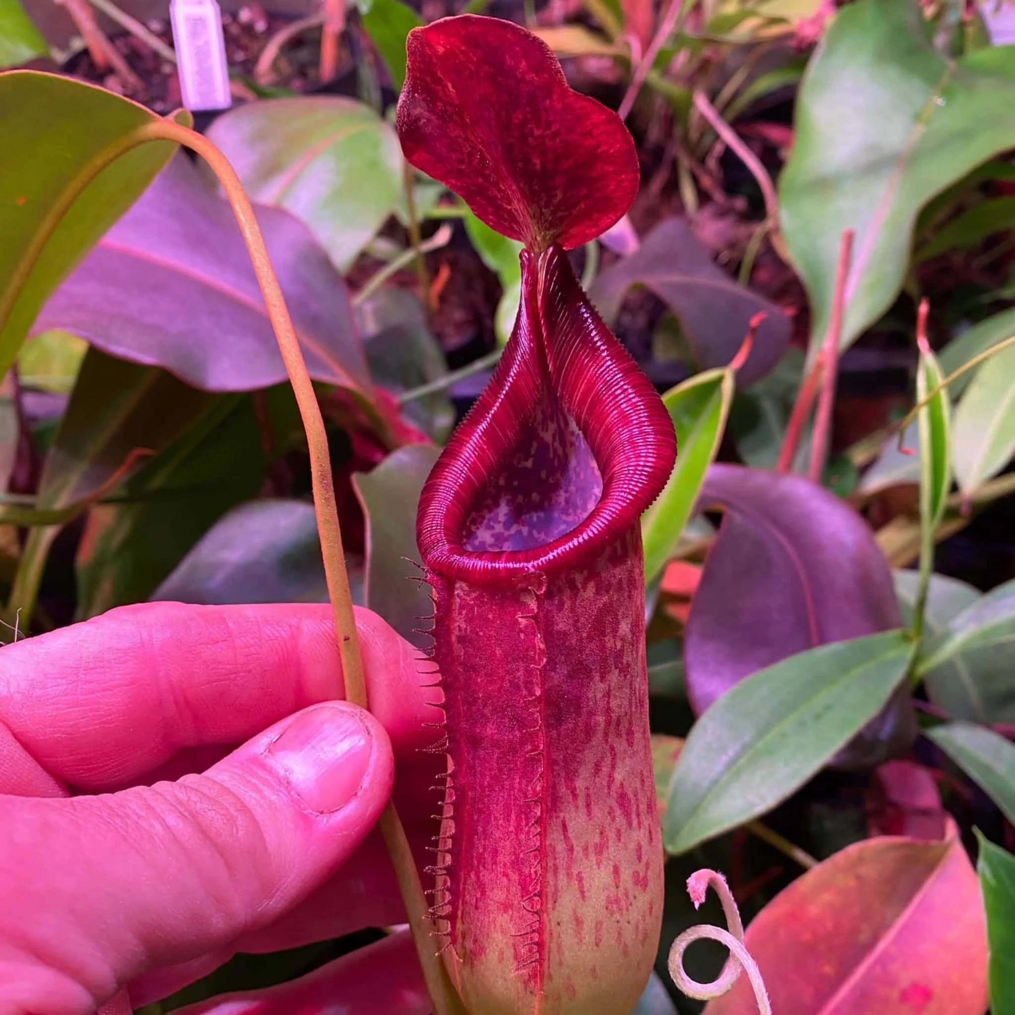 Nepenthes spathulata x lowii, 7-10 cm 大森食虫植物農園