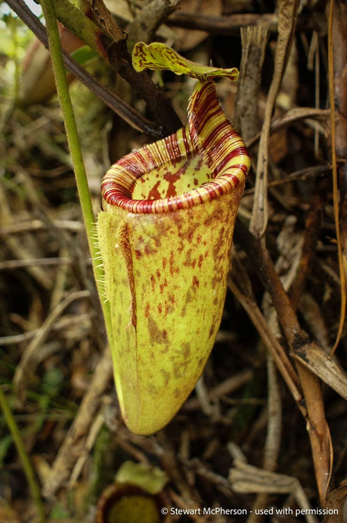 Nepenthes spec Anipahan (Palawan) 大森食虫植物農園